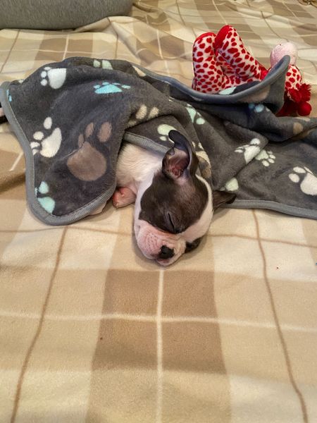 Perfect puppy blankets