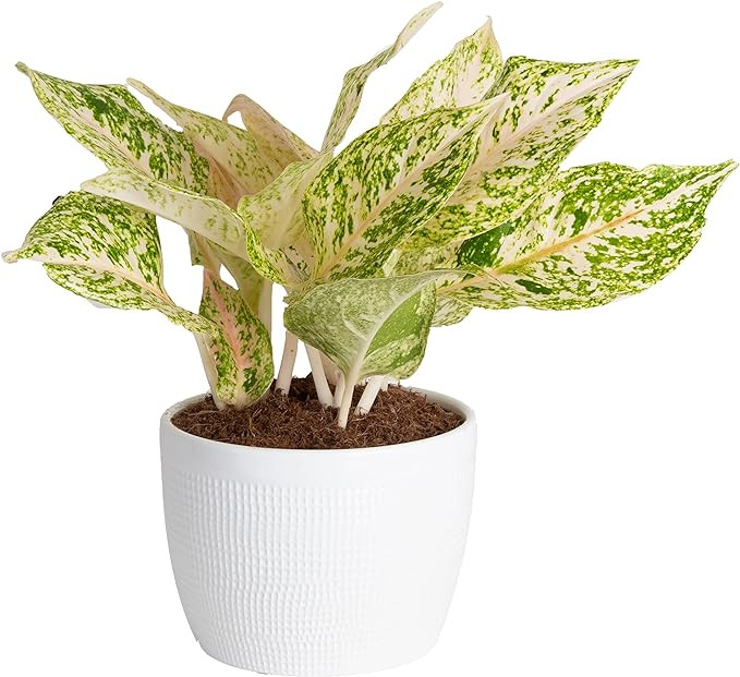 Costa Farms Trending Tropicals Aglaonema Live Indoor Plant, 14-Inches Tall, White Décor Planter | Amazon (US)