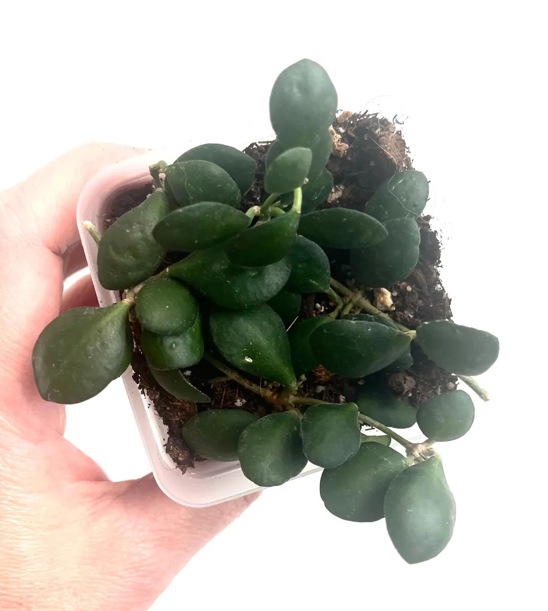 Hoya Bilobata (aka Panchoi) Starter Plant Exact Plant - Etsy | Etsy (US)