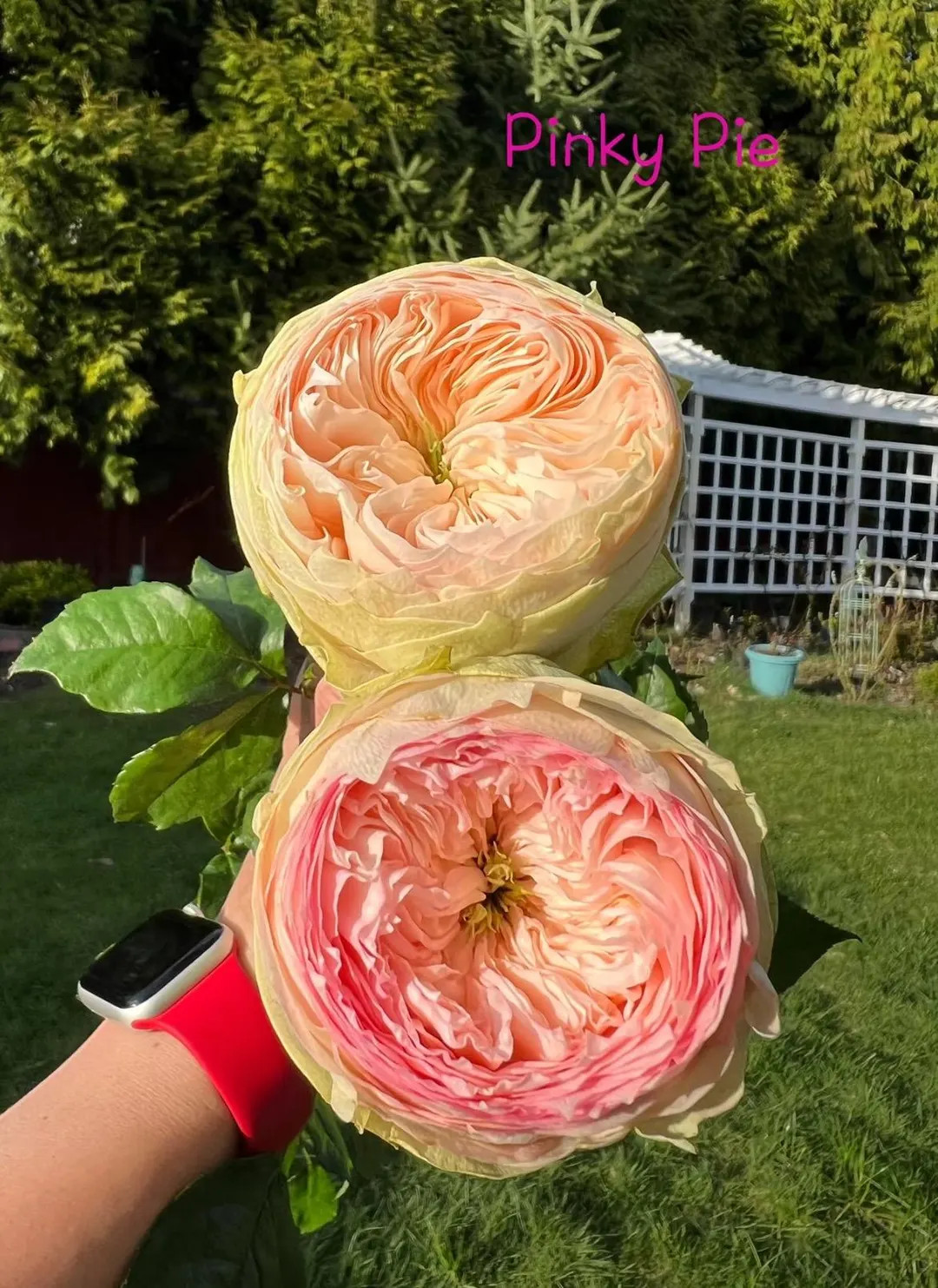 Pinky Pie — Rare Rose Live Plant — Vibrant Ruffled Pink Cream Bicolor — WANS German Florist... | Etsy (US)