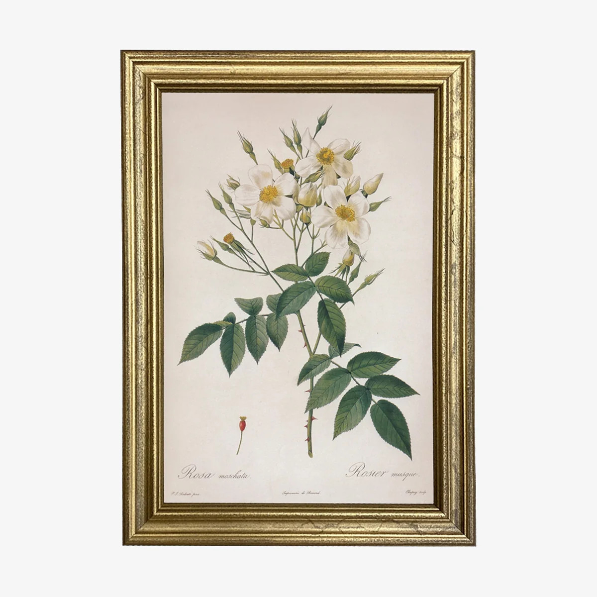 Rosa Moschata Vintage Print | The Addison West
