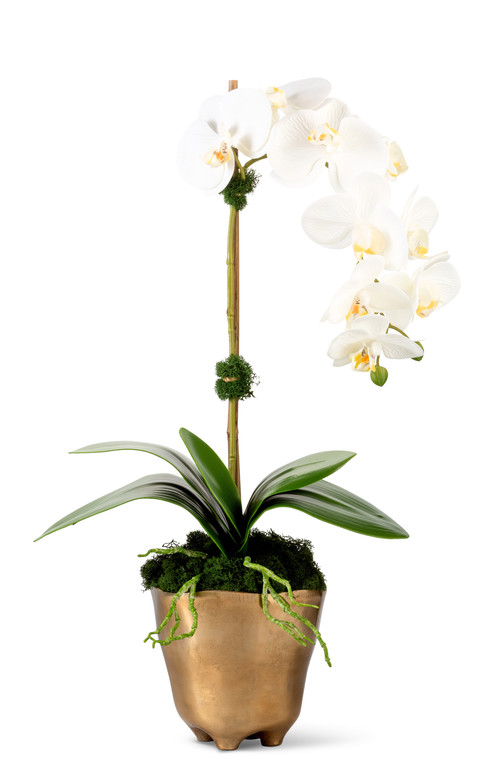 CocoBella Axel RealTouch Orchid Arrangement in Snow at Nordstrom | Nordstrom