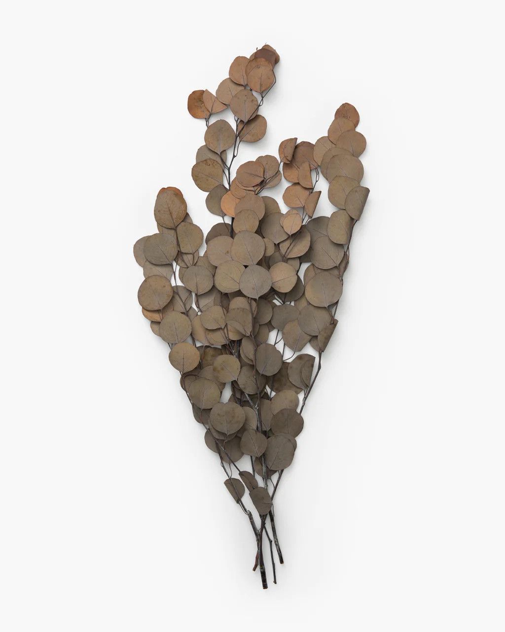 Dried Natural Eucalyptus | McGee & Co.