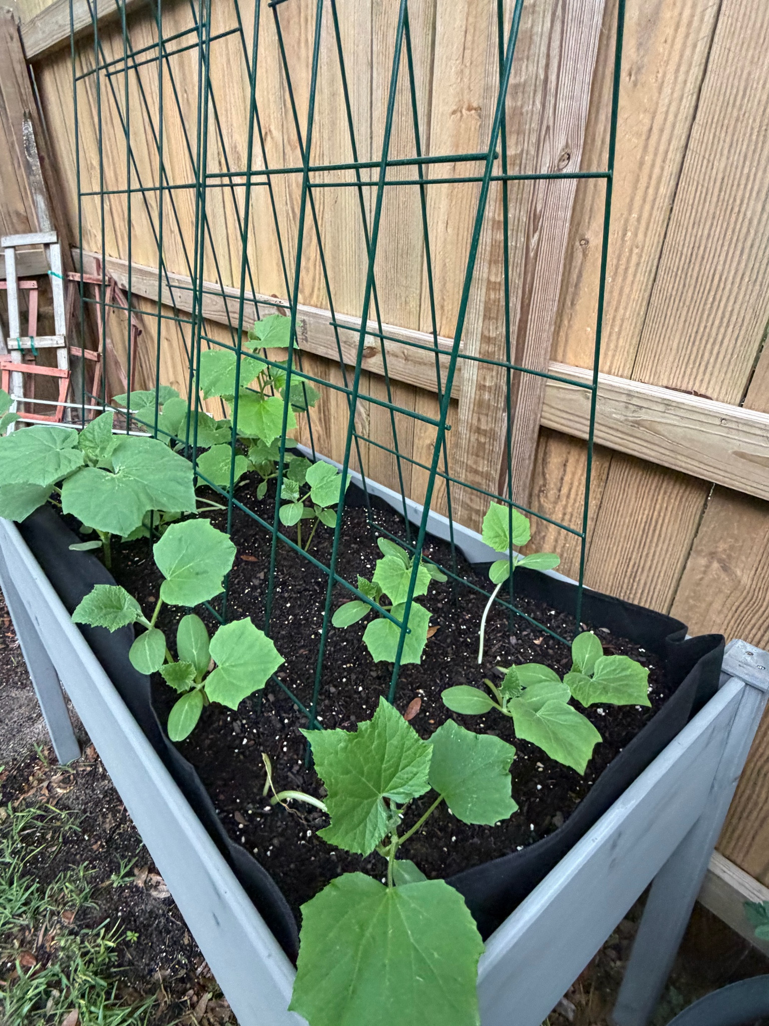 Cucumber trellis for raised bed.

#LTKHome #LTKSeasonal #LTKMothersDay