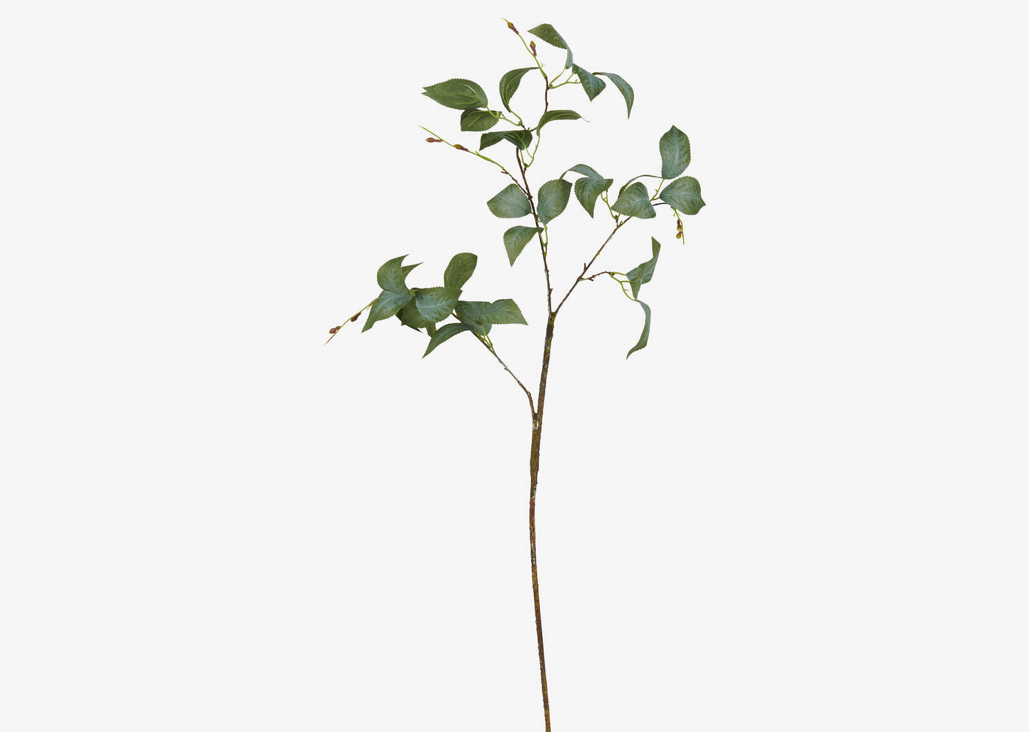 Camellia Leaf Branch | Urban Barn