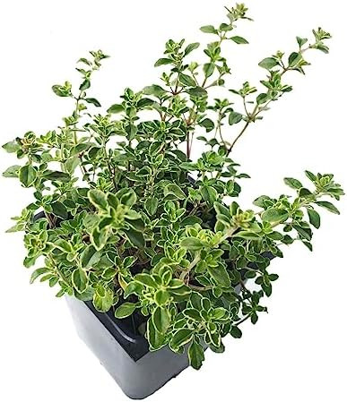 Golden Variegated Lemon Thyme Plant (Thymus x citriodorus Aureus) 2.5 inch Pot | Amazon (US)