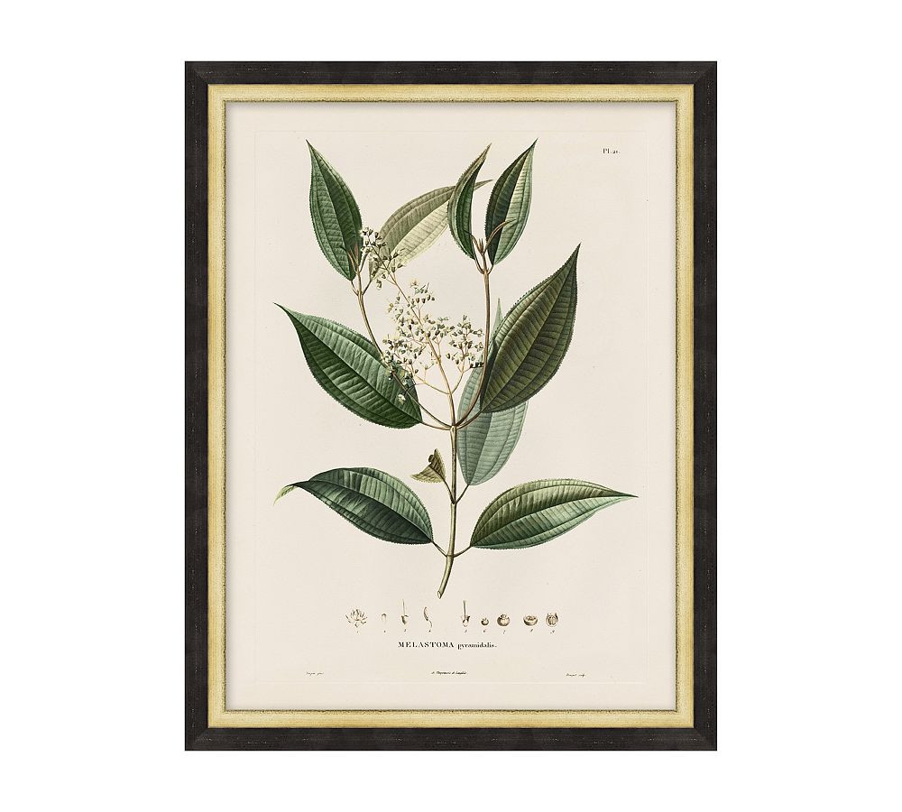 Vintage Botanical Framed Print | Pottery Barn (US)