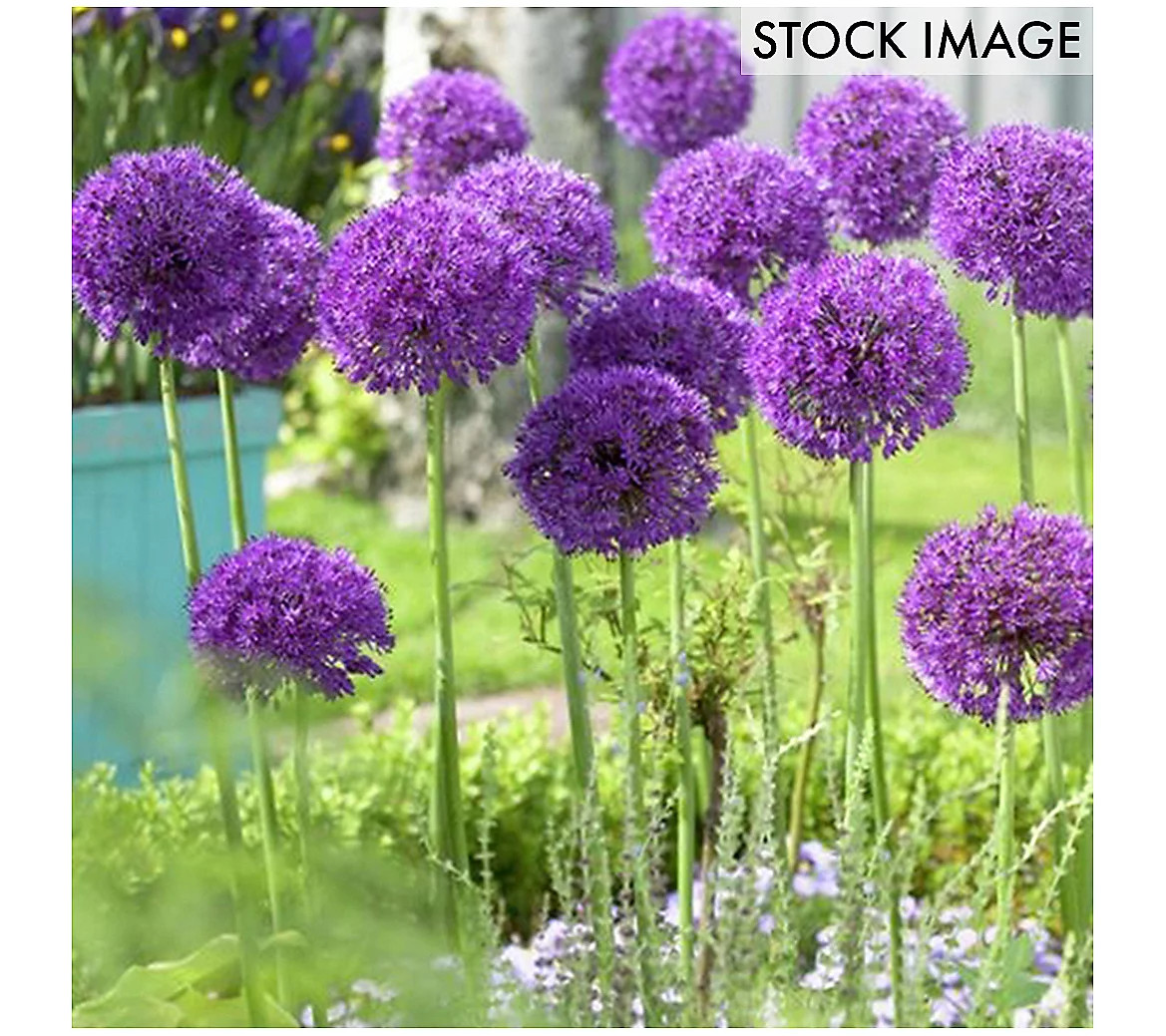 Van Zyverden Allium Purple Sensation Set of 12 ulbs | QVC