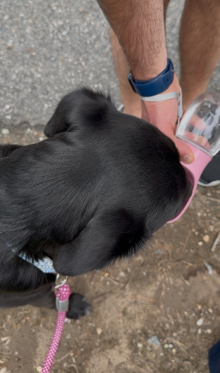 On the go doggy water bottle! 

#LTKFindsUnder100 #LTKGiftGuide #LTKFindsUnder50