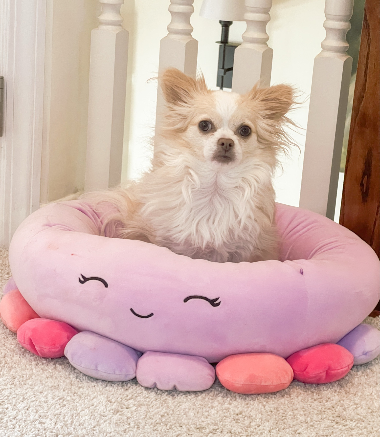 One of Linnie’s many beds. She particularly loves anything squishmallow so when I found a squishmallow bed, she went crazy for it! This is a size small bed. It launders very very well, which is a must  

#LTKHome #LTKPets