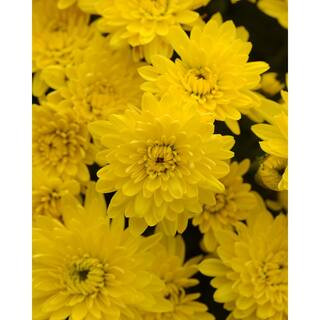 6 in. Mum Yellow Live Annual Plant (2-Pack) | The Home Depot