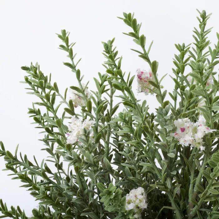 Flowering Thyme Potted - Threshold™ designed with Studio McGee | Target