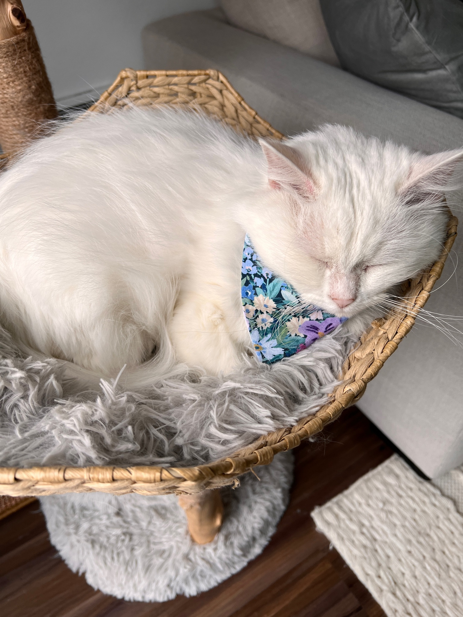 Just a sleep kitty taking a cat nap in her gorgeous cat tree, flaunting her favorite spring outfit! 🩵

#LTKSeasonal #LTKhome #LTKU