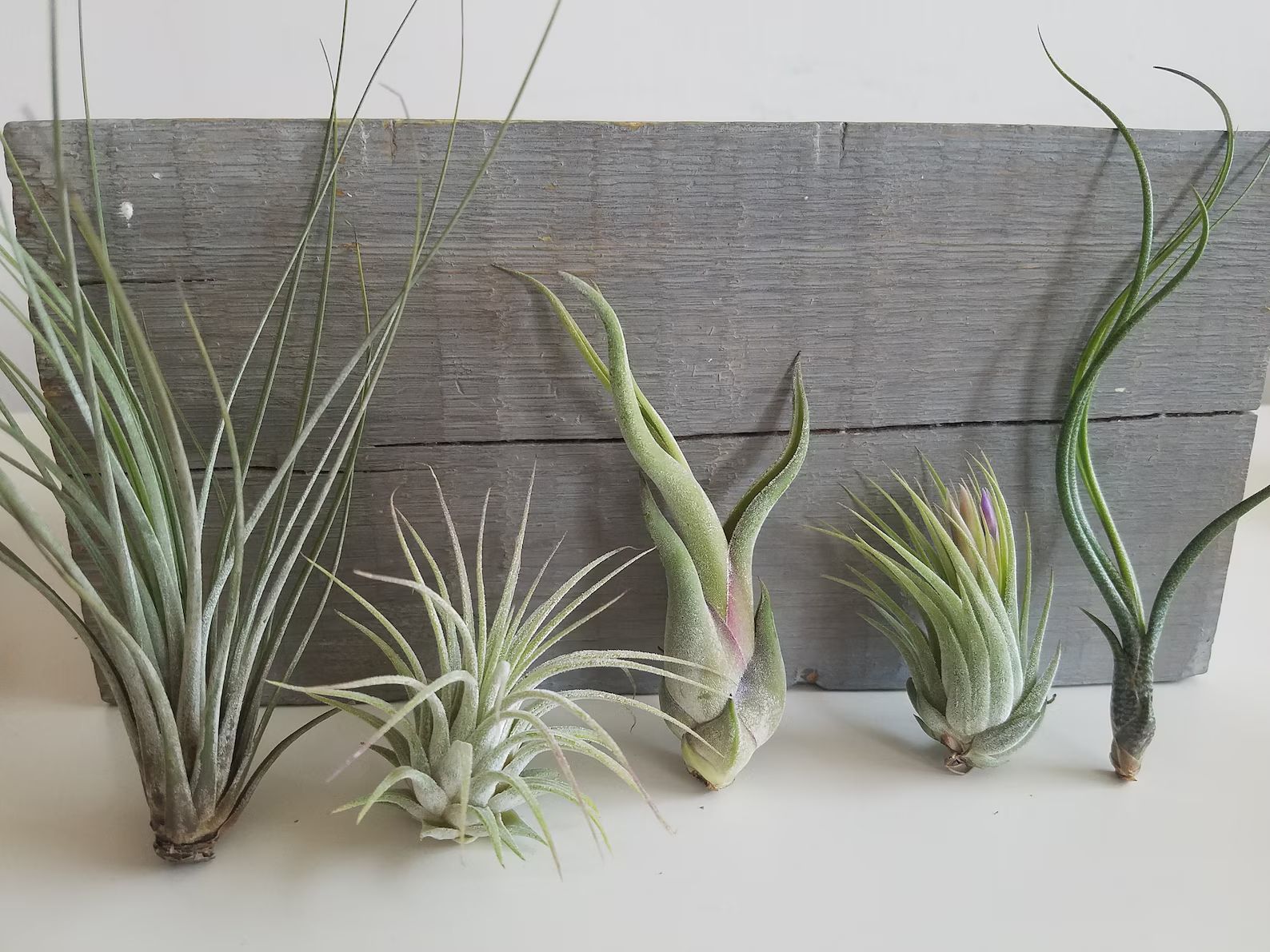 5 Air Plants Small House Plants Indoor Plants Office Desk | Etsy | Etsy (US)