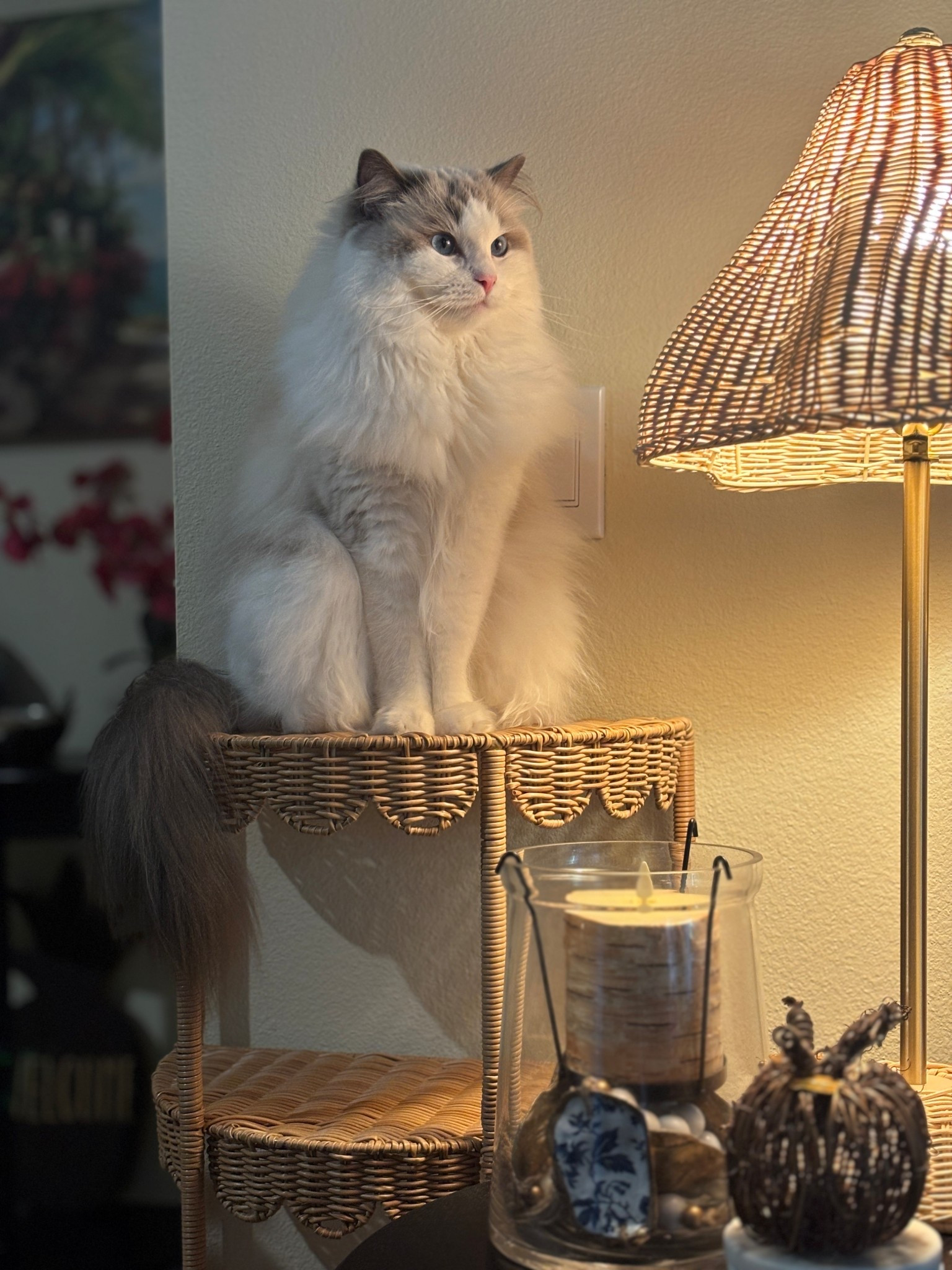 Saturday mornings with my Ragdoll 🤍🐾

#LTKPets #LTKHome #LTKdayinmylife