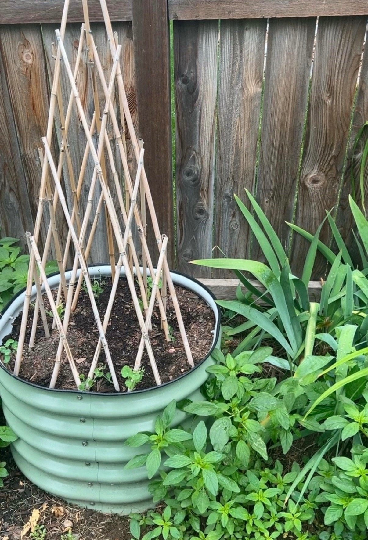 I set up these self-watering planters with bamboo trellises recently and I’m already loving how they’re working! The watering is so low maintenance, and the trellises give everything a nice place to grow upward. It’s been really fun watching it all start to take off 🌸


#LTKFindsUnder100 #LTKSeasonal #LTKMostLoved