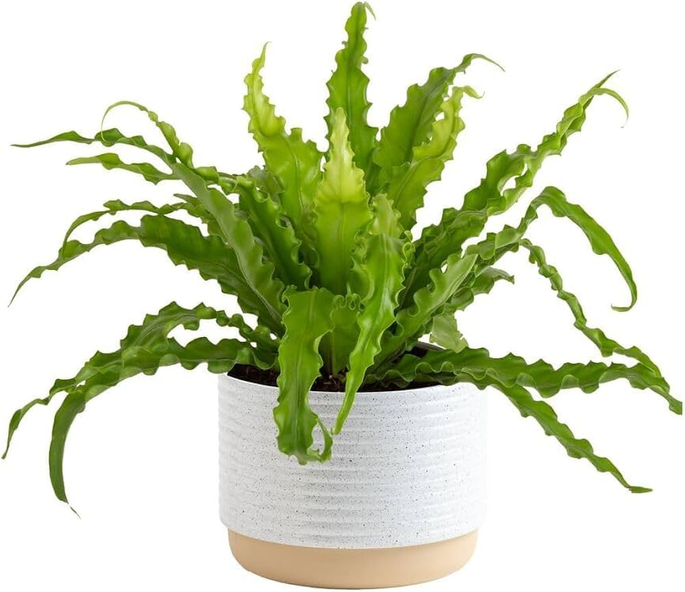 Costa Farms Bird's Nest Fern Plant, Easy Care Live Indoor Houseplant in Modern Decor Planter, Pot... | Amazon (US)