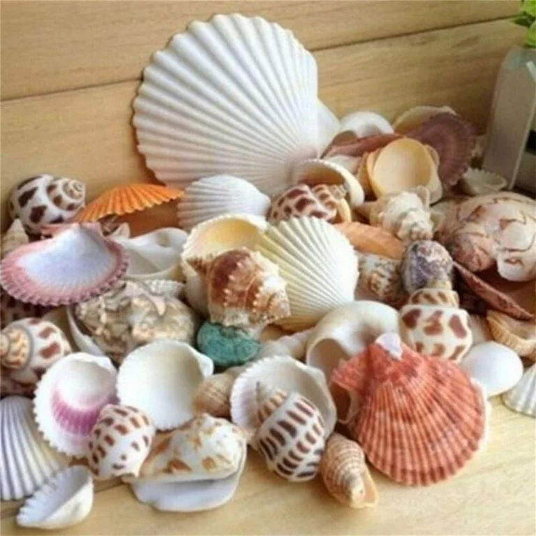 100g Beach Mixed SeaShells Mix Sea Shells Shell Craft SeaShells Aquarium Decor - Walmart.com | Walmart (US)