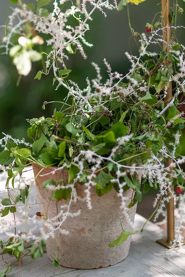 Earth Fired Clay Herb Pot + Saucer Set in Brown, Size: 8" at Terrain | Terrain