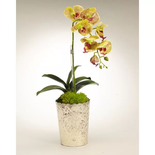 Orchid Floral Arrangement in Vintage Mercury Glass | Wayfair North America