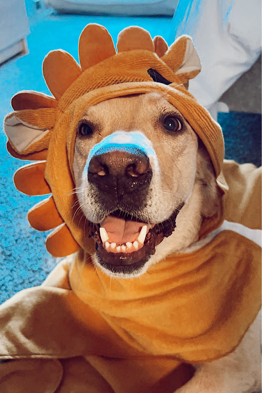 Cute dog bath towelit's

#LTKhome #LTKfit #LTKGiftGuide