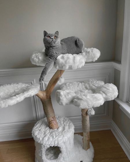Who knew cat tree’s could be so cute?? This flower cat bed is anything but an eyesore and would look amazing in any home! 



#LTKfamily #LTKstyletip #LTKhome