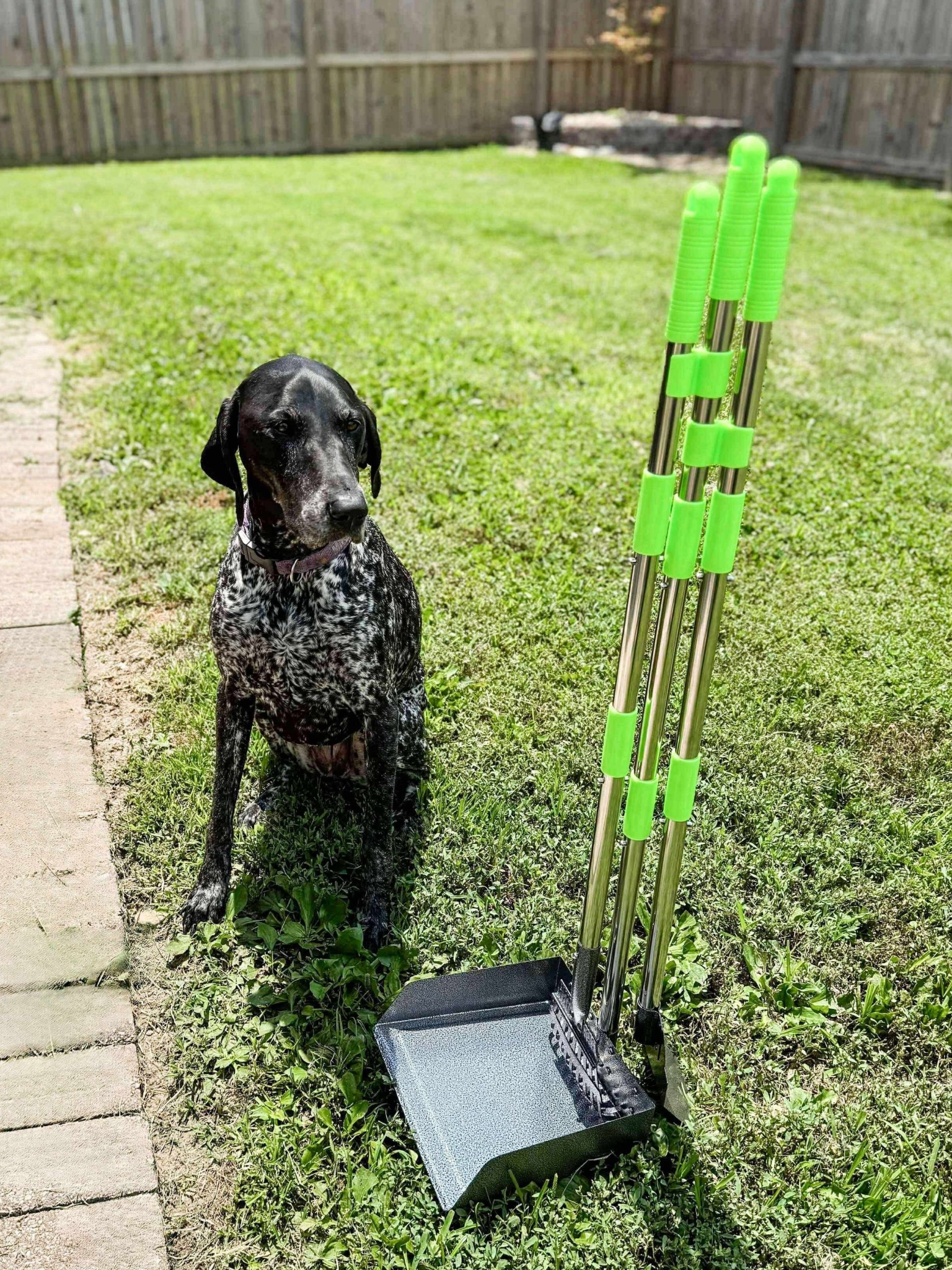 This must be what it’s like to be an adult 🤣 
My favorite 💩 scooper is on sale for prime day!

#LTKSeasonal #LTKSaleAlert #LTKPets