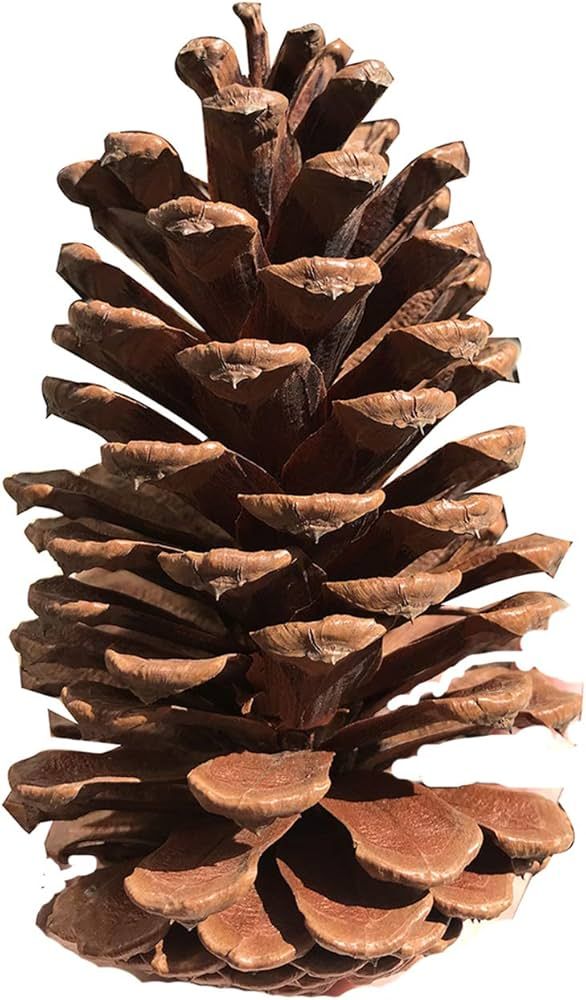12 Pcs Christmas Pine Cones 3" to 4.3” All Natural Pine Cones Wood Frosted Pine Cone Ornaments ... | Amazon (US)