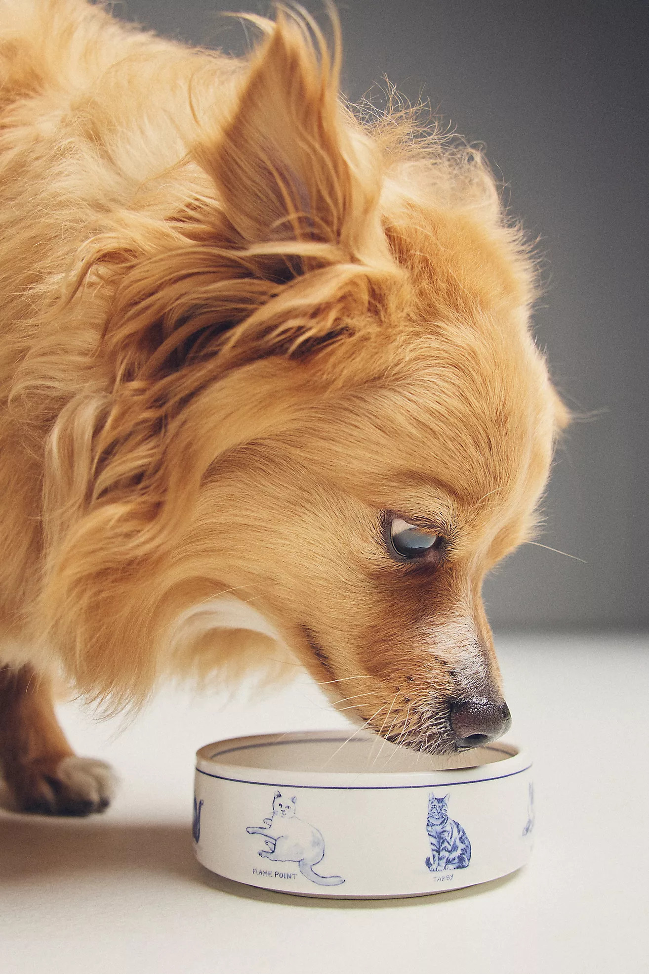 Molly Hatch Stoneware Pet Bowl | Anthropologie (US)