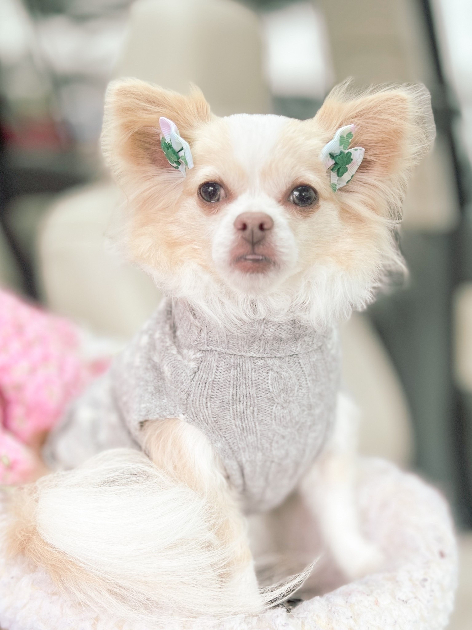 Just because…
Dogs have fashion too. 
This dog sweater is from soft surroundings & you can often find dog accessories at your favorite stores if you just look for them. Some of our favorites are Talbots, J.Crew, even front gate has been known to have some great dog accessories and clothes. So be on the lookout for your furry friends fashions

#LTKStyleTip #LTKPets