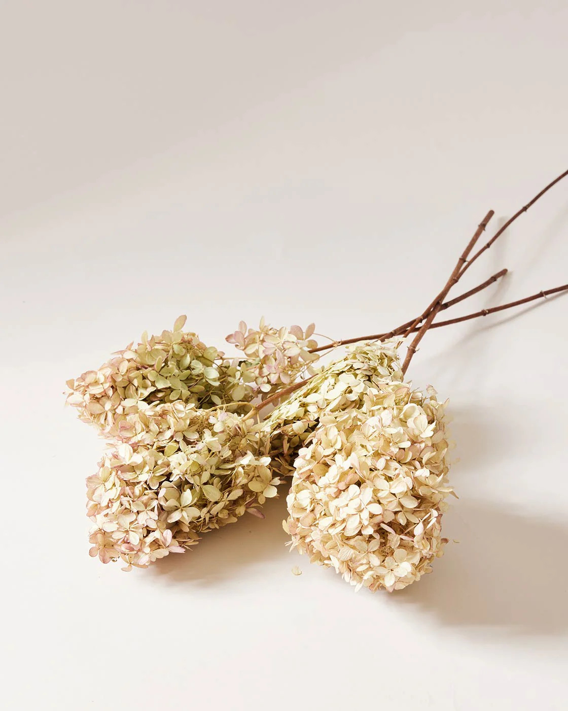 Dried Limelight Hydrangea | Farmhouse Pottery