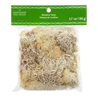 Cream Reindeer Moss by Ashland® | Michaels Stores