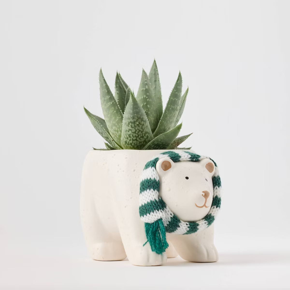 Holiday Polar Pals Live Plant(It May Vary) - Good Little Garden™ | Target
