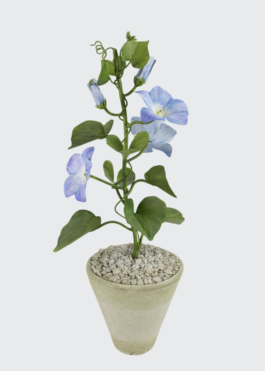 Charlotte Moss for Tommy Mitchell Morning Glory September Birth Flower in White Terracotta Pot | Bergdorf Goodman