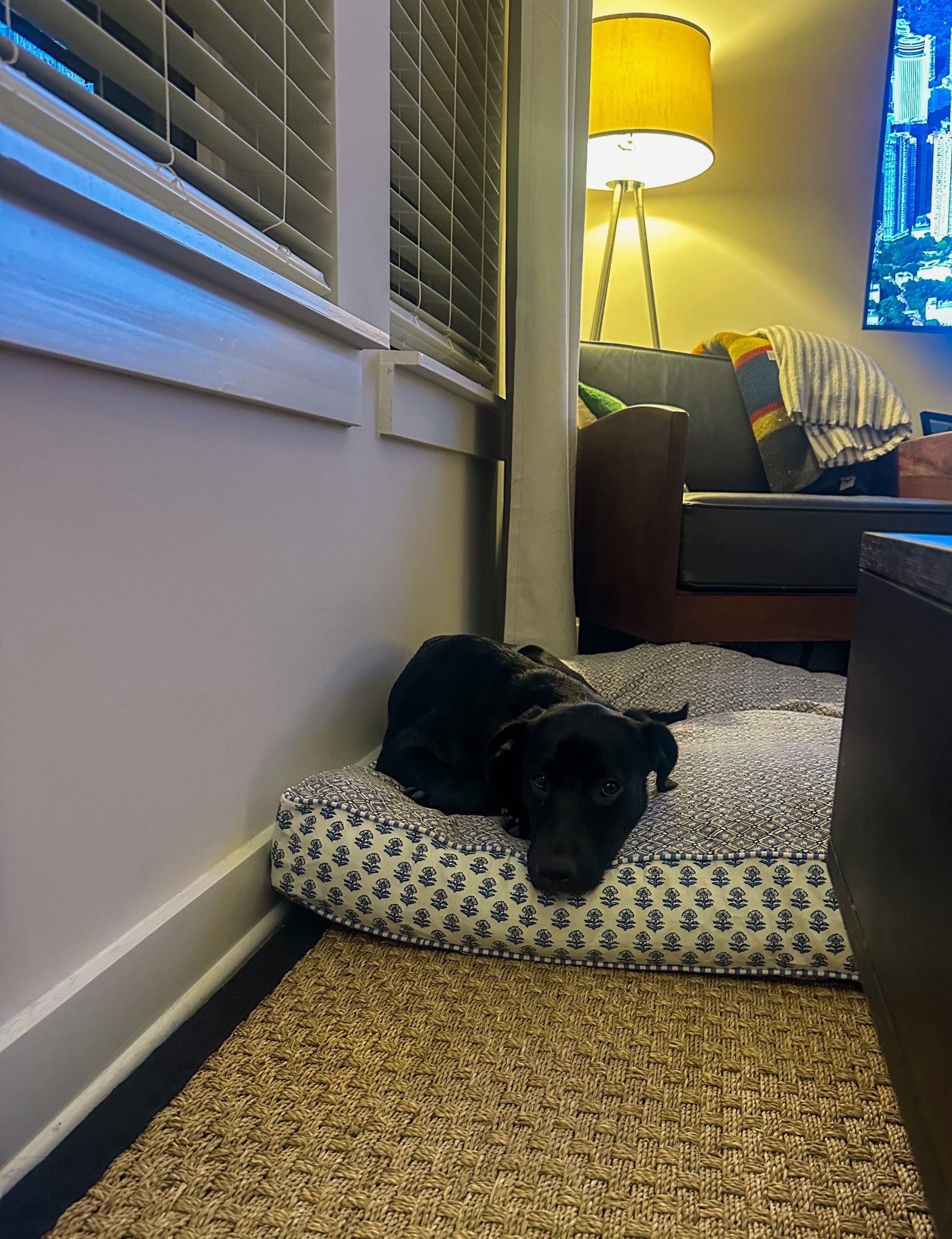 The moments when she’s sitting still are rare…but had to capture this one to show off Piper’s new big girl bed!! This dog bed from Mark & Graham is so beautiful…and it’s nice & big so she can grow into it!! 

#LTKHome #LTKPets