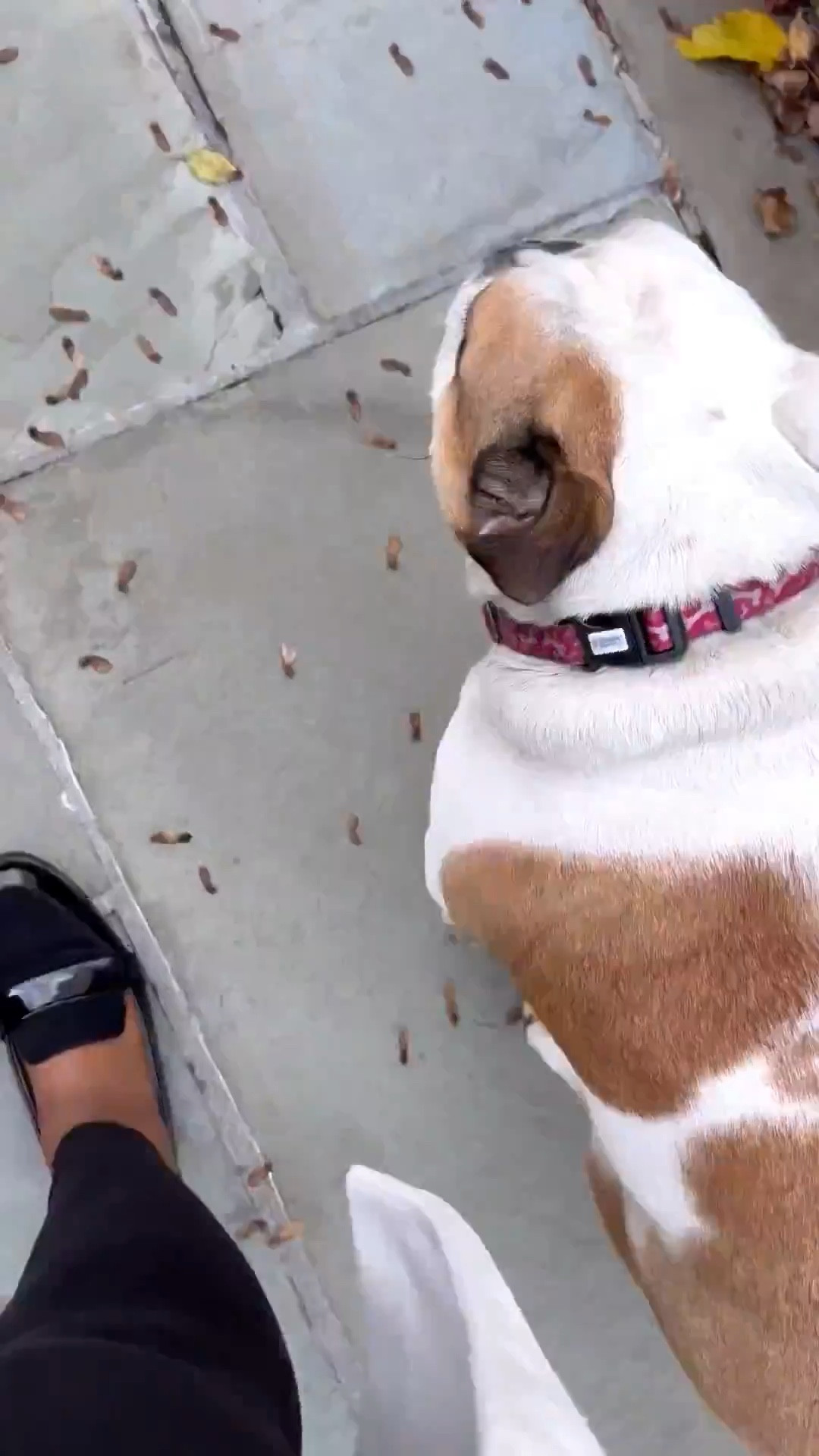 SecretsofYve: I love all my loafers! Linking these ones and a couple more. 
Pick some as gifts. 🎁 @nordstrom @amazon 
#Secretsofyve #ltkgiftguide
Always humbled & thankful to have you here.. New posts daily at 3pm & 4:15pm EST. 
CEO: PATESI Global & PATESIfoundation.org
@secretsofyve : where beautiful meets practical, comfy meets style, affordable meets glam with a splash of splurge every now and then. I do LOVE a good sale and combining codes! #ltkstyletip #ltksalealert #ltku #ltkfindsunder100 #ltkfindsunder50 #ltkover40 #ltkpetite #ltkplussize #ltkmidsize #ltktravel #ltkmomlife #ltkdayinmylife #ltkholiday #ltkwedding #ltkbump #ltktall #ltkvlog secretsofyve

#LTKSeasonal #LTKWorkwear #LTKootd