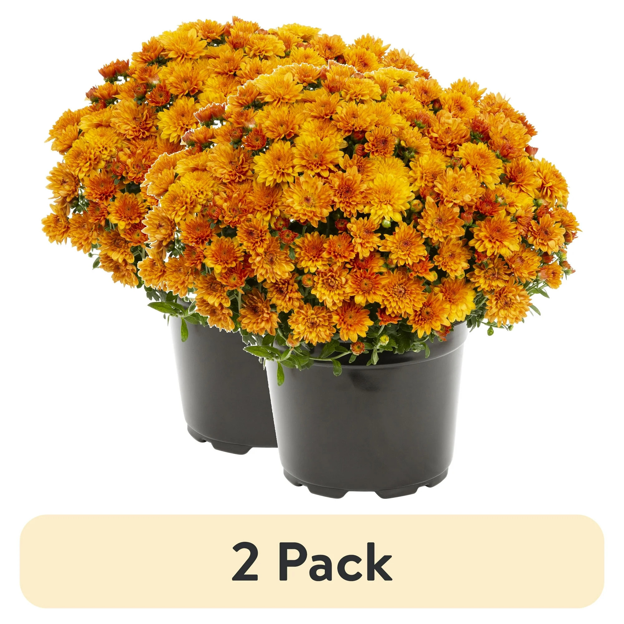 (2 pack) Expert Gardener 3.0QT Orange Mum Live Plant in Grower Pot - Walmart.com | Walmart (US)