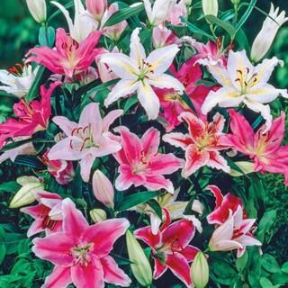 Breck's Oriental Lily Mixture Bulbs (10-Pack)-70299 - The Home Depot | The Home Depot