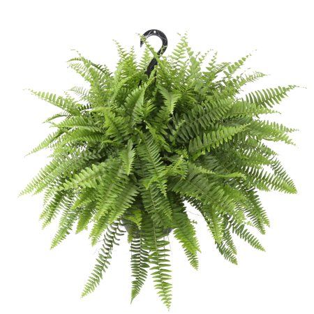 Costa Farms Expert Gardener Live Indoor 24in. Tall Green Boston Fern; Bright Indirect Sunlight Pl... | Walmart (US)