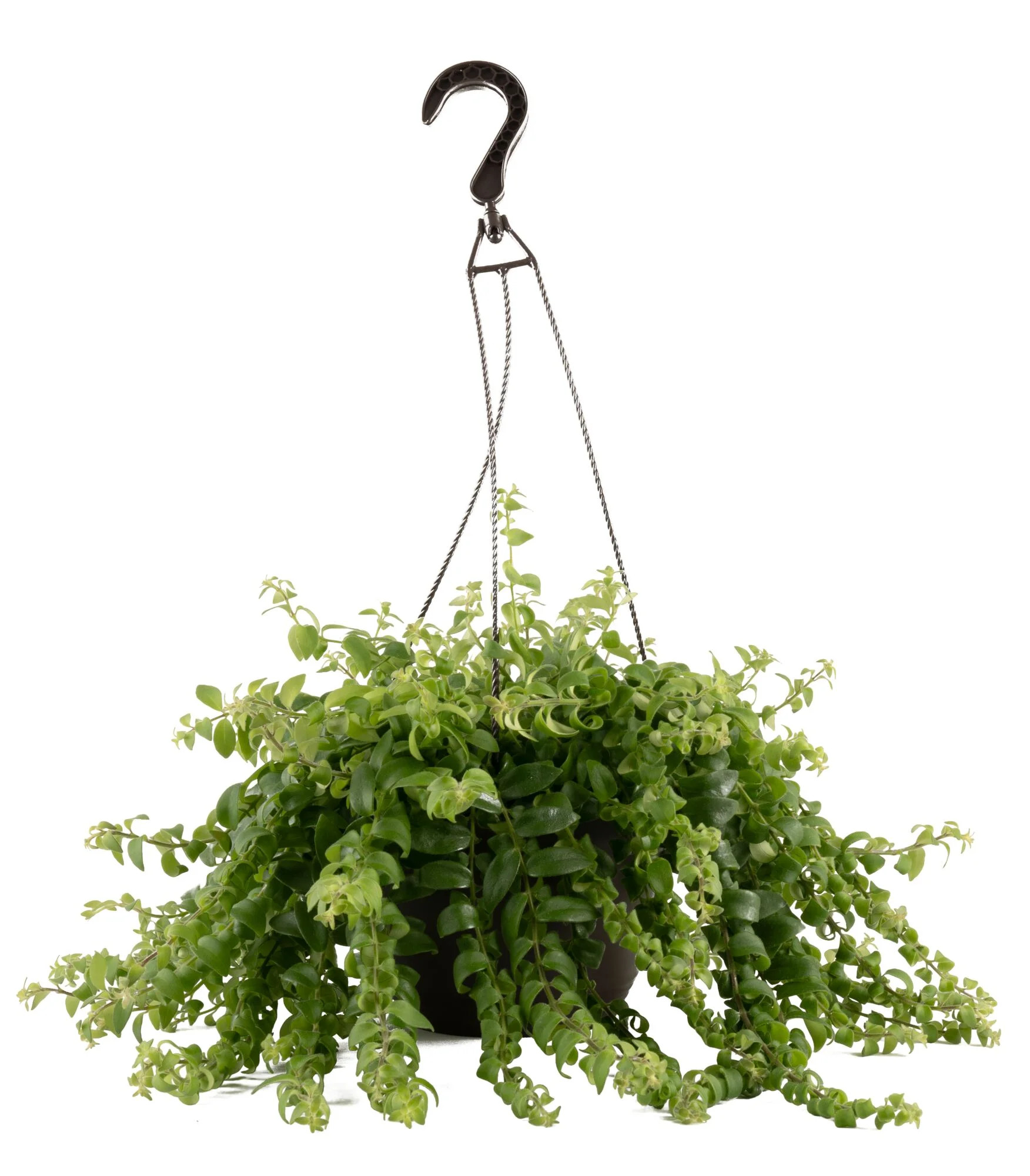 Exotic Angel by Costa Farms 16" Assorted Foliage House Plant in 8" Hanging Basket | Walmart (US)