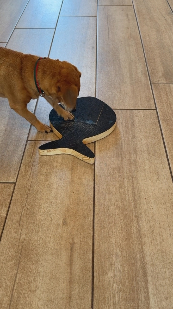 Pet finds
Dog mom
Amazon finds
Prime day deals