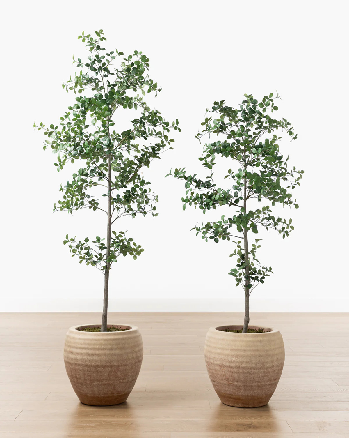 Faux Cascalote Tree | McGee & Co. (US)