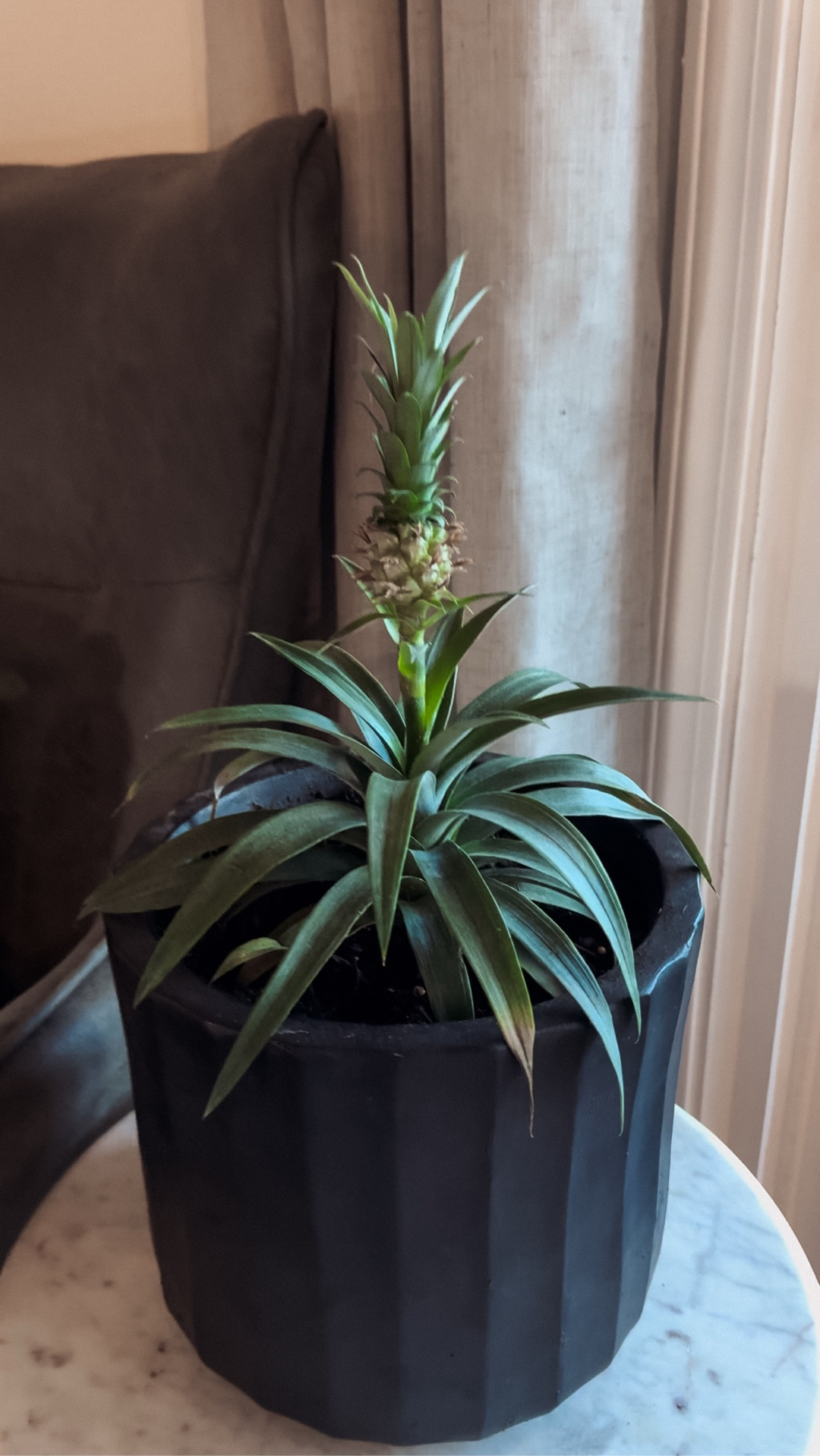 I brought home a new mini pineapple plant and he’s officially living a luxury life.

I struggle with overwatering and root rot (aka the silent killer of every chic houseplant I’ve ever owned R.I.P. Pierre)… but not this time. I upgraded his roots with Sol Soils LECA Balls as a drainage layer to prevent soggy soil, and mixed in Sol Soils Houseplant Chunky Mix for airflow, moisture balance, and structure. 

It’s a whole elevated experience — customize the soil for them! It also happens to be nutrient-rich, breathable, and stunningly functional. The mix is so airy, you can literally feel the quality. If you’ve ever struggled with indoor plants, this is the luxe little secret. 
I’ve linked everything for you in LTK it’s affordable, chic and works!

#ad

#LTKHome #LTKSeasonal #LTKFindsUnder50