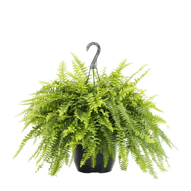 Expert Gardener 1.5Gal Green Fern Live Plant Hanging Basket Shade | Walmart (US)