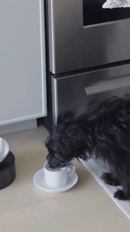 Brooklyn James’s morning drink! A puppy probiotic supplement served in the cutest little espresso cup that I got just for her🤍

#LTKVideo #LTKfindsunder50