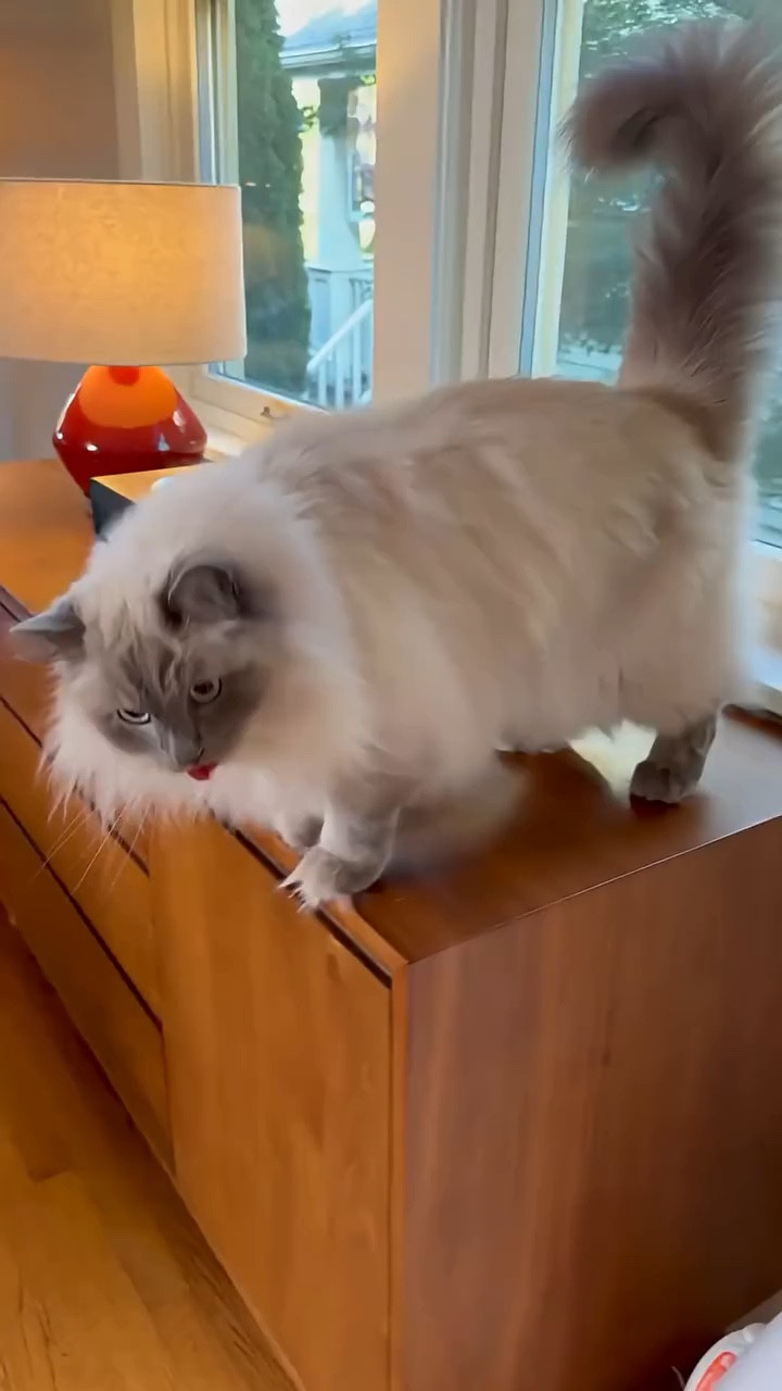 This Litter Box Has a CAMERA and My Cat Loves It! The PetKit Purobot Max Pro 2 #ad

#LTKHome