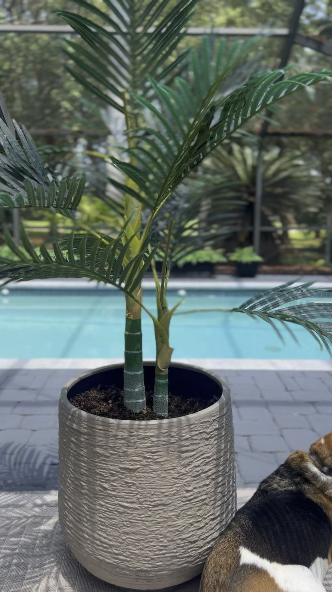 Faux tree
Candle palm 
Indoor outdoor tree
Patio decor 

#LTKHome