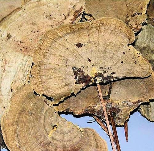 Sponge Mushroom Picked Natural 6 Pieces on Picks Length 11-12in. Width About 3in. -- Single Bunch | Amazon (US)