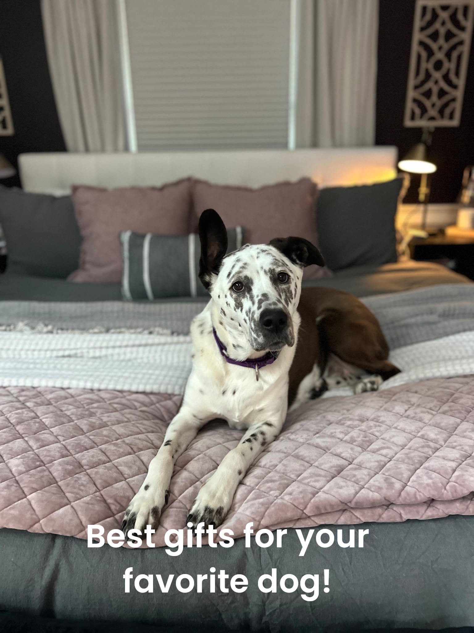 Best gifts for your dog!  Our dogs are part of the family & love some special treats under the tree or for their birthday!  Here are some of our favorites! #dogbed #dogtoys #dogpuzzles #dogpresents #christmasgiftlist #pupmas

#LTKHoliday #LTKGiftGuide #LTKPets