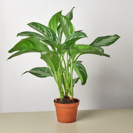 House Plant Shop Live Foliage Plant | Wayfair North America